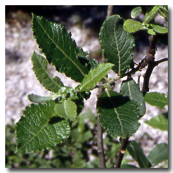 Salix appendiculata / Salice stipolato